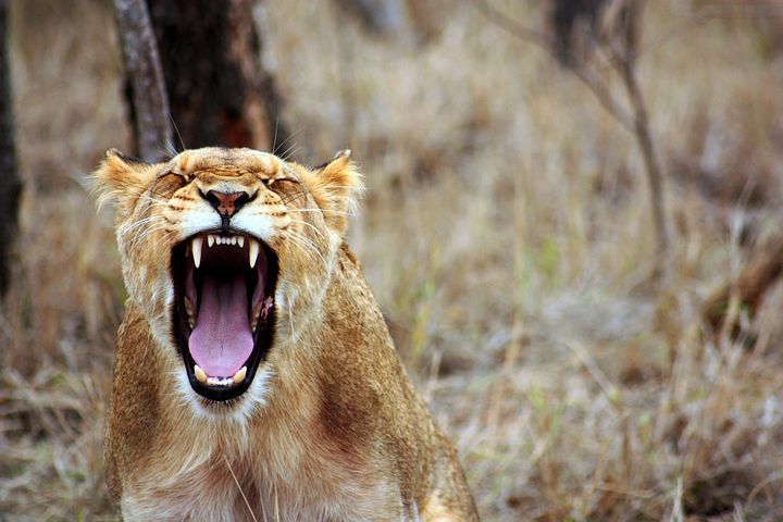 Female lion roaring, expressing anger. 